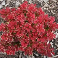Thunbergi kukerpuu RUBY STAR